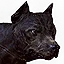 Dogs