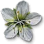 Arenaria