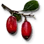 Berbercane fruit