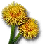 Blowball