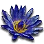 Blue lotus flower