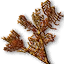 Buckthorn