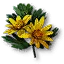 Celandine