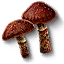 Cortinarius