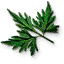 Fool's parsley leaves