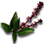 Nazairi basil