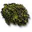 Hornwort