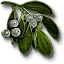 Mistletoe