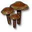 Puffball