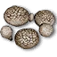 Sewant mushrooms