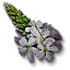 Verbena