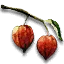 Winter cherry