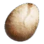 Harpy eggs