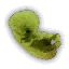 Endrega embryo