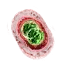 Archgriffin mutagen