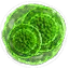 Greater green mutagen