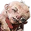 Uma